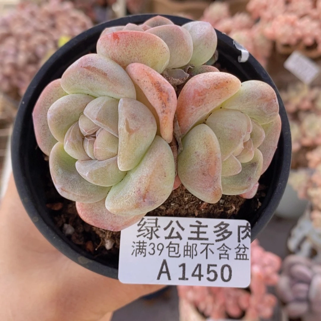 冰玉6cm1450多肉植物