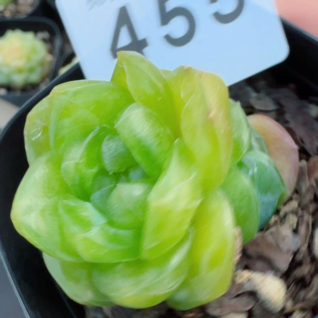 开播福利