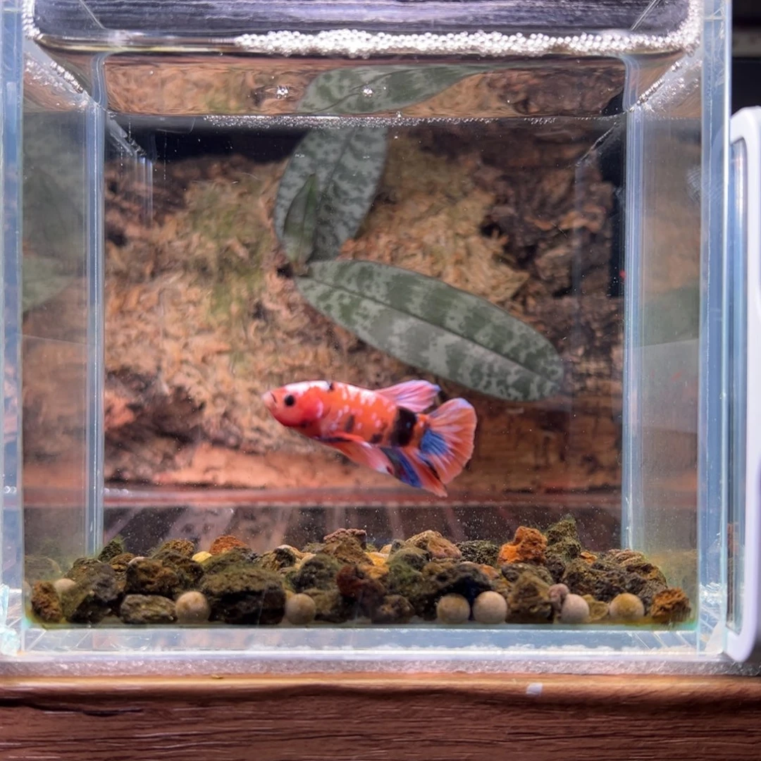 斗鱼精品系列产品