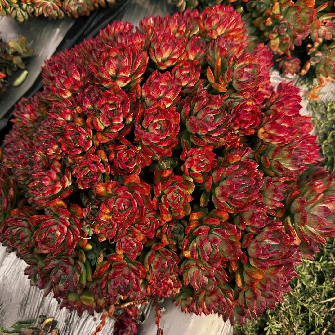 云漫多肉  盆栽红稚莲组合  12cm盆