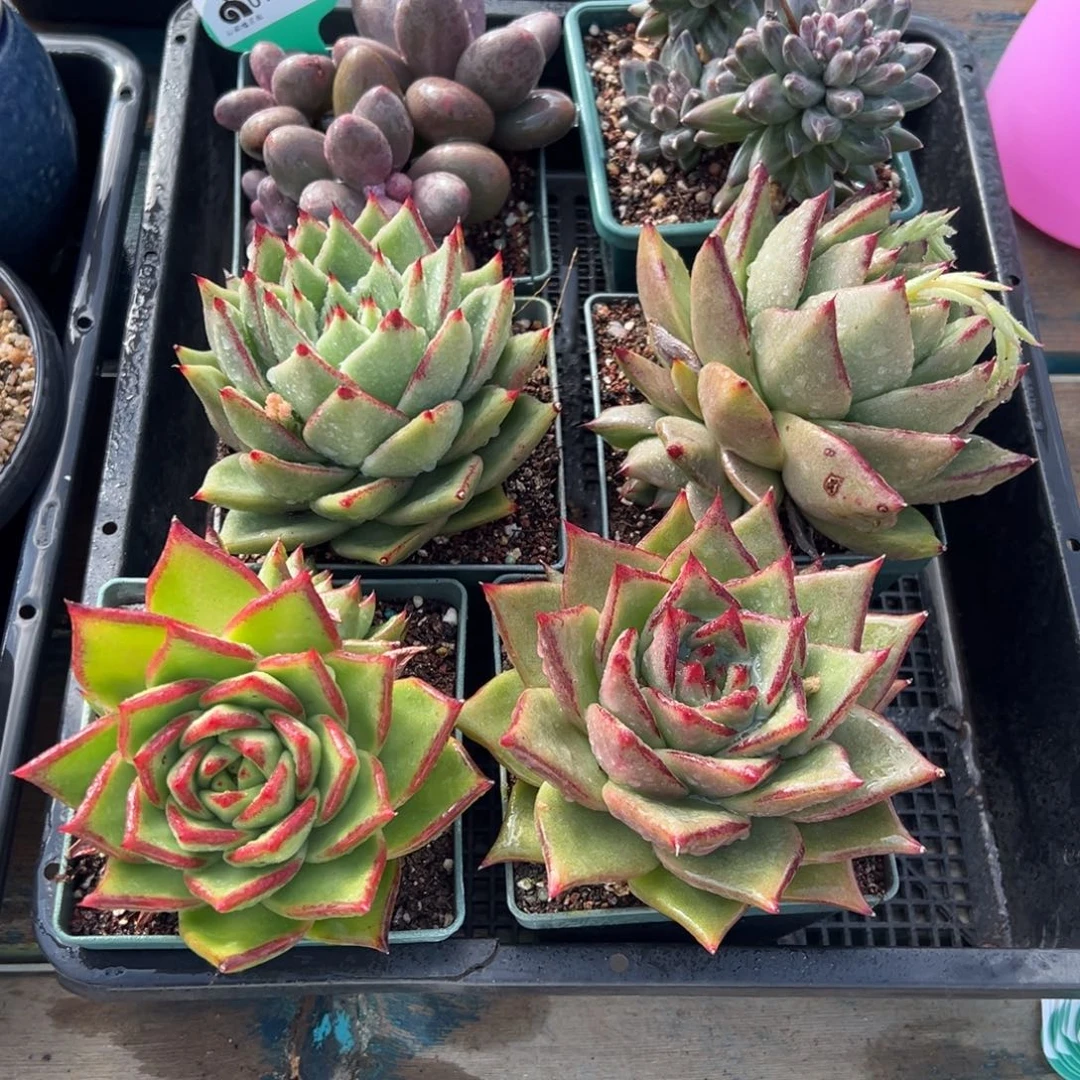 从前慢多肉精选编号0123.120