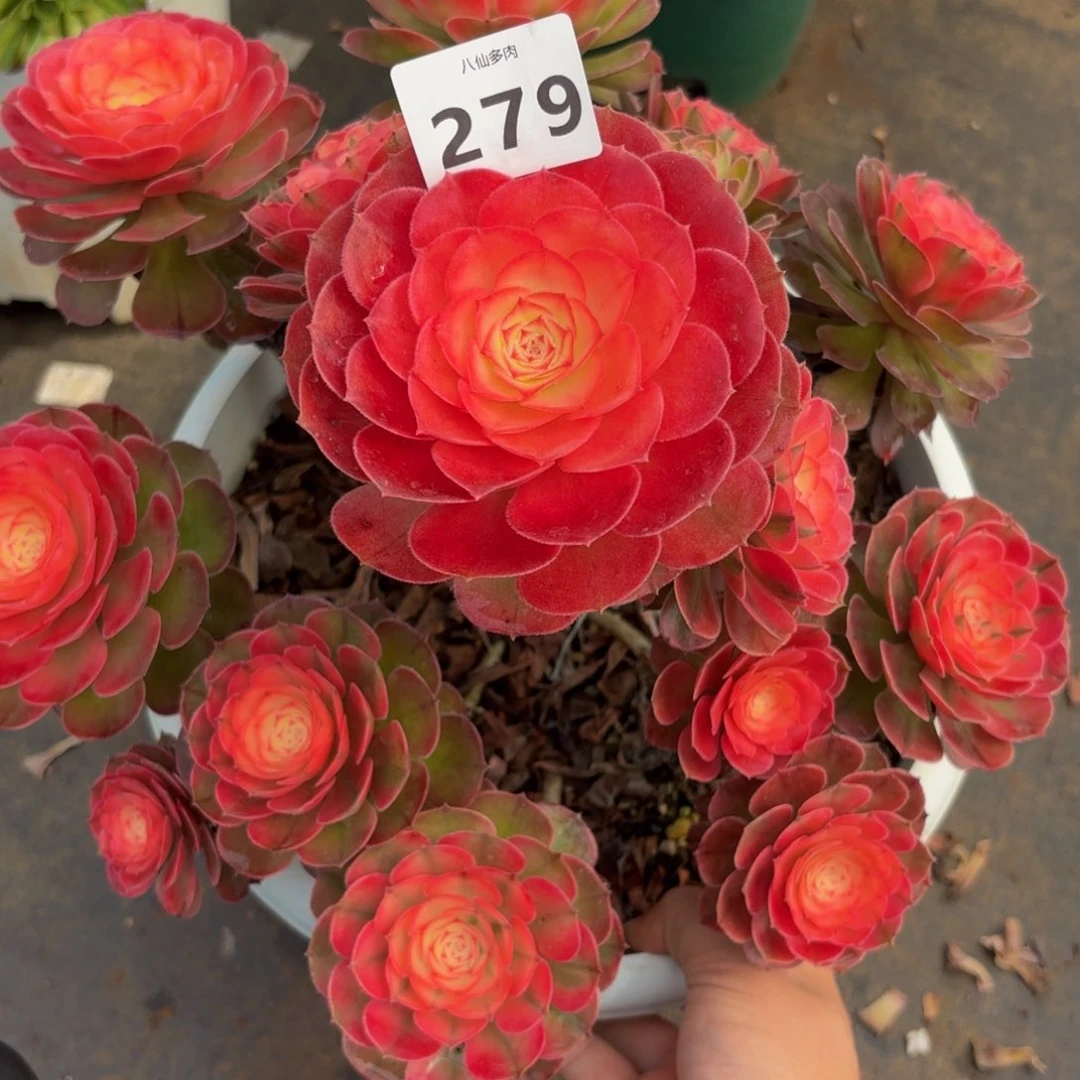 呆*279多肉植物荔枝发物流
