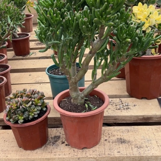 3263吸财树带土球发