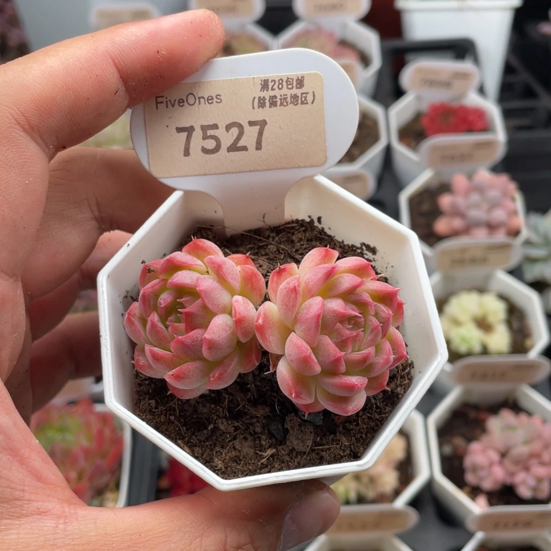 女王7527-5.5厘米