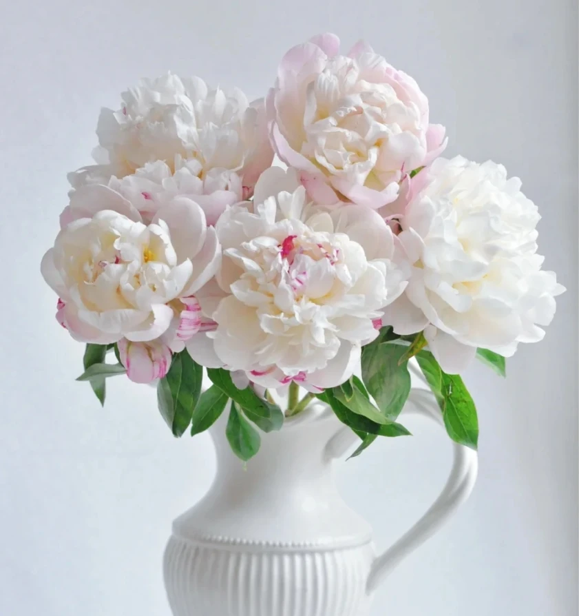 【花之屿】芍药栀子花 鲜切花 云南直发一单顺丰冷链两单空运