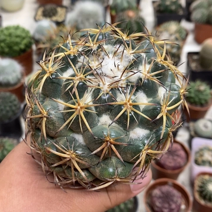 大号天丝象牙瑕疵特价