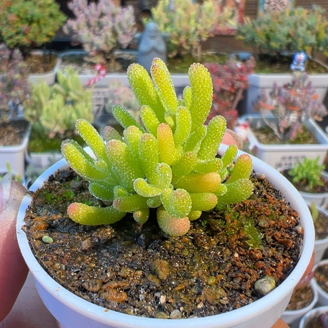 M***）30-405专拍冰糖五圆盆