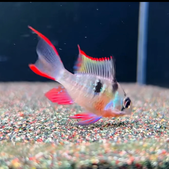 玻利维亚凤凰鱼热带观赏鱼慈鲷淡水南美短鲷小型鱼饲养简单水族