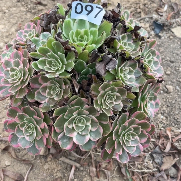 无花朵097多肉植物安娜