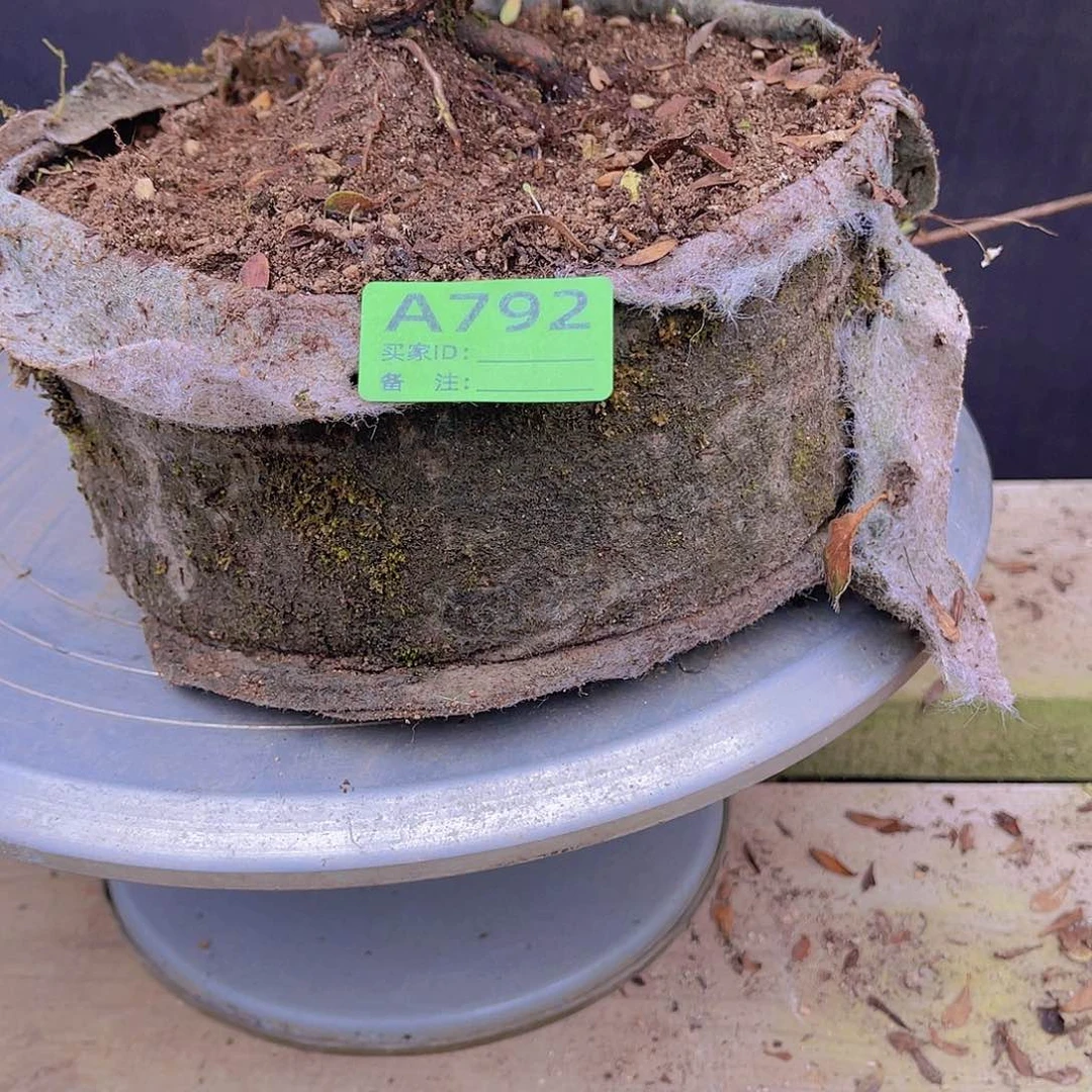 红陶直播时间一直一个