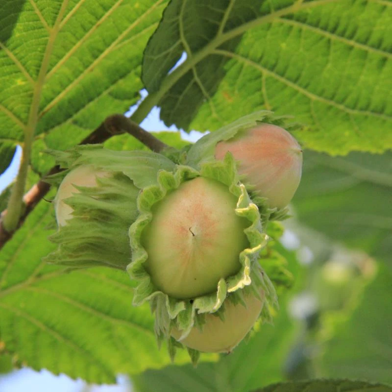 溪味道新鲜带绿皮野山生的大榛子水仁水瓤青皮坚果东北特产