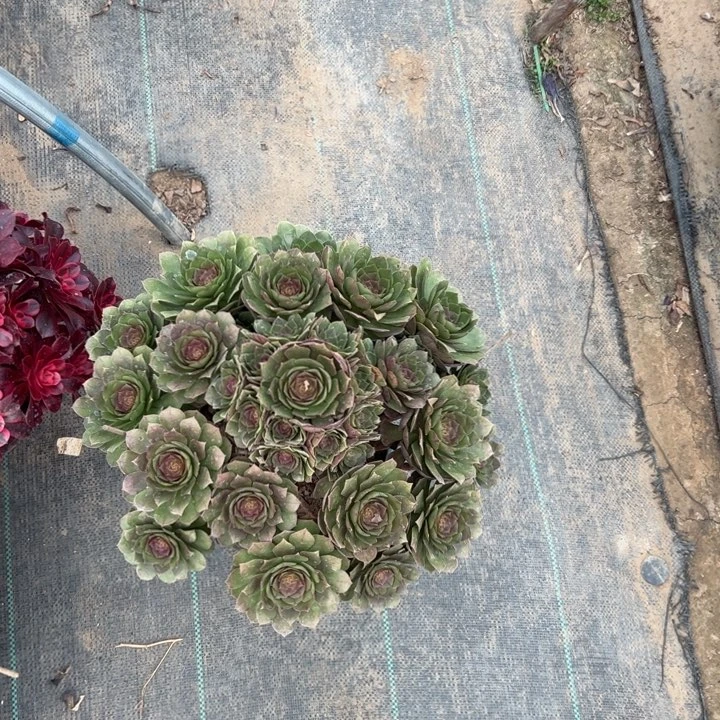 70万圣节多肉多肉多肉