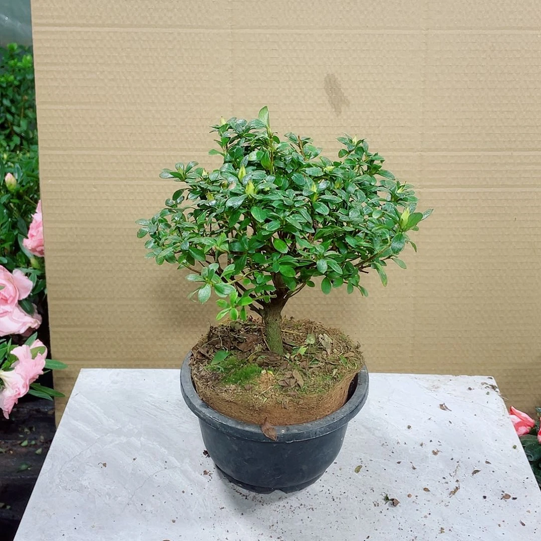 小***妹完全开放娟之舞杜鹃花