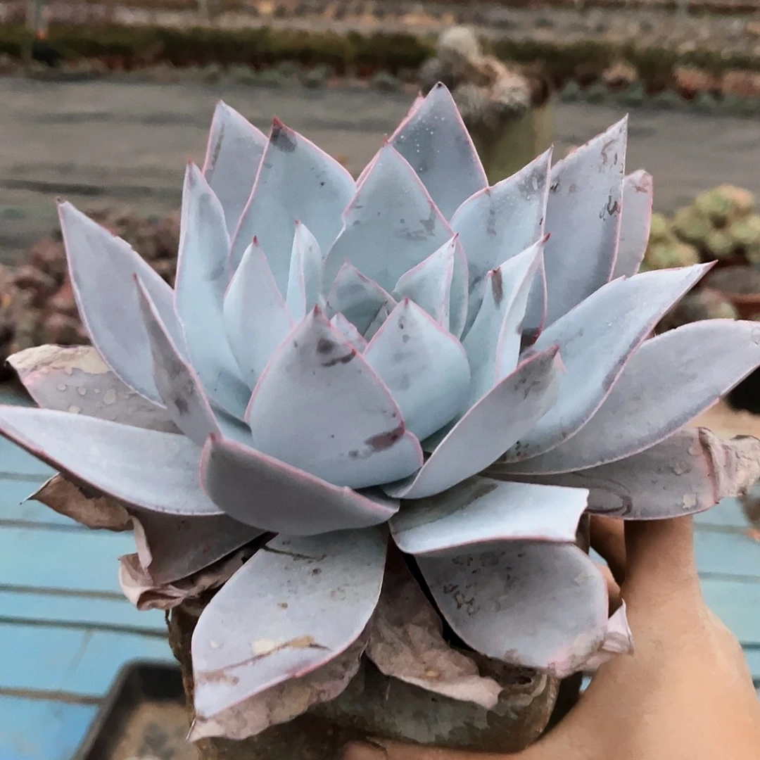 广寒宫10.99多肉植物