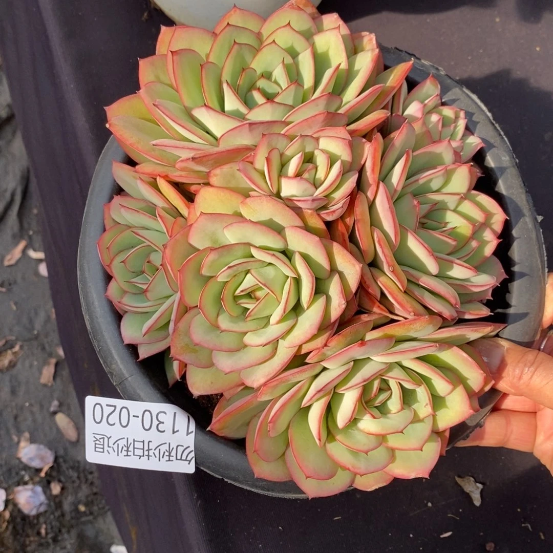 两单包邮1130-20牡丹亭