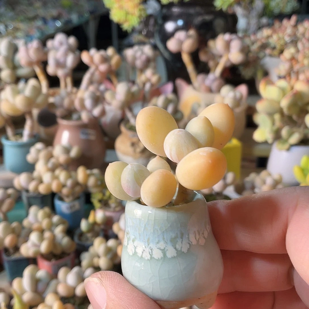 佳****多肉植物的生长发育和生长