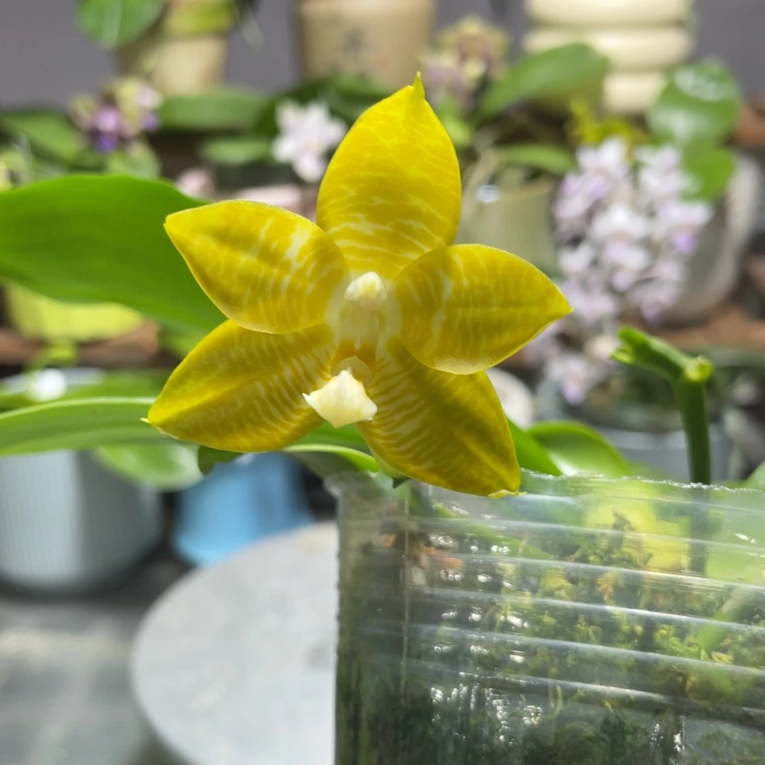 完全开放蜂鸟，3.5杯开花株，根不多