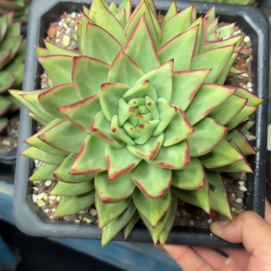 多肉植物一物一拍（39号）