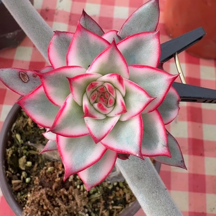 吉赛尔锦一物一拍