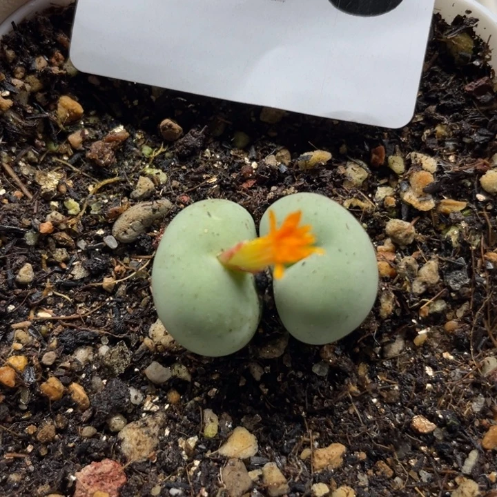 746橙花鸽子蛋带盆