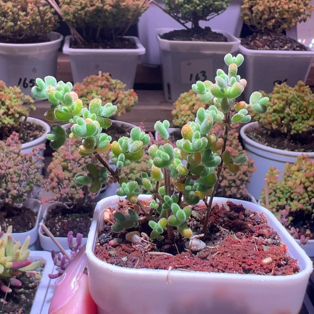 405薄荷莱斯一物一拍带盆土发货