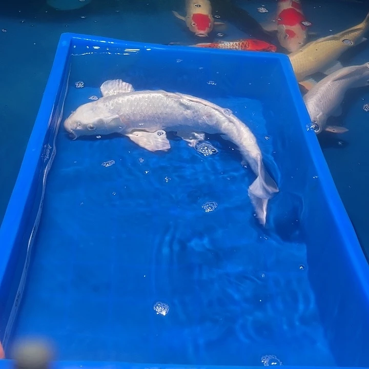 石***头锦鲤锦鲤白金一条