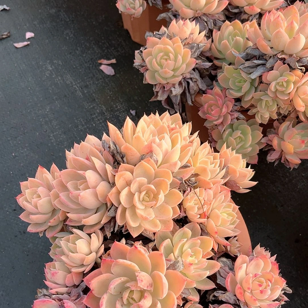 丝绸面小23009群