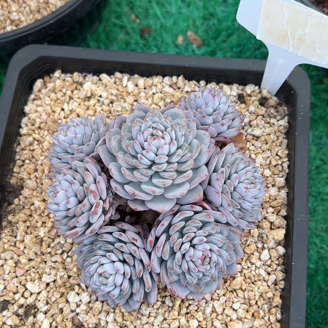 ，，，，，，，，，，，，，，，，，，