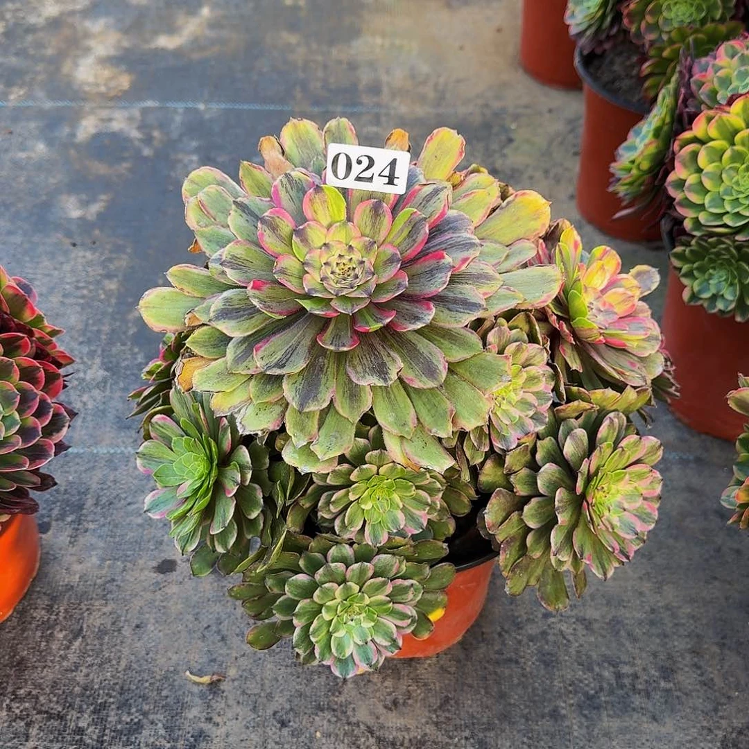 024花脸粉黛多肉植物