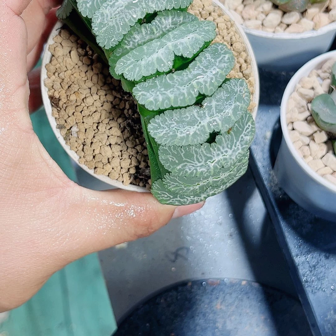 虞姬玉扇新手好养