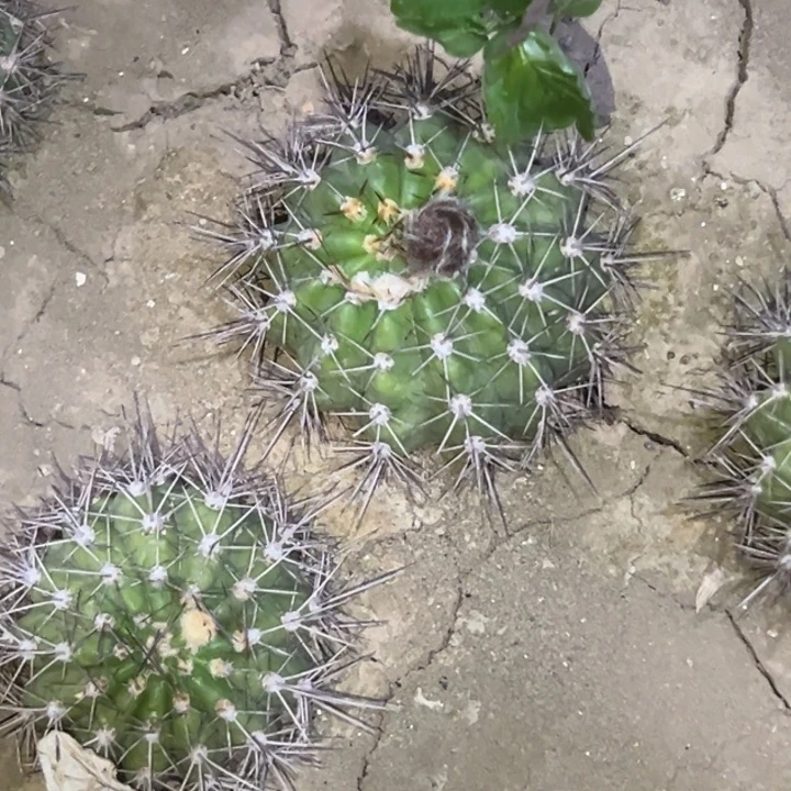 花*清清苏乞儿根仙人球1