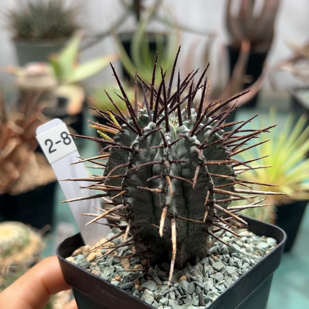 强刺魁伟玉 侧芽繁殖脱土发货