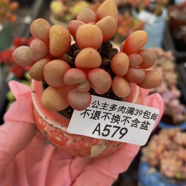 先锋派5cm579多肉植物