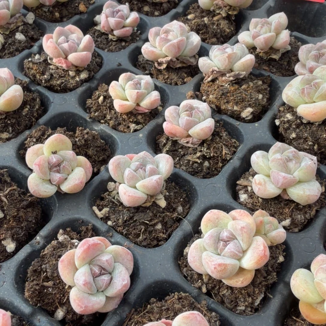 200号到手8颗米粒冰玉