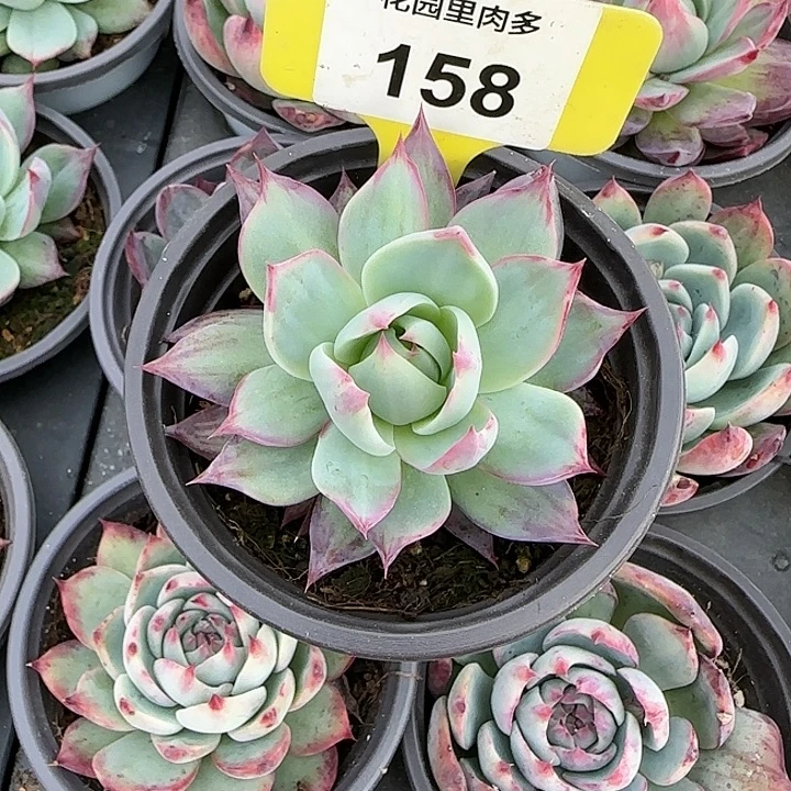 幻***听158 惊鸿仙子多肉植物6-9cm