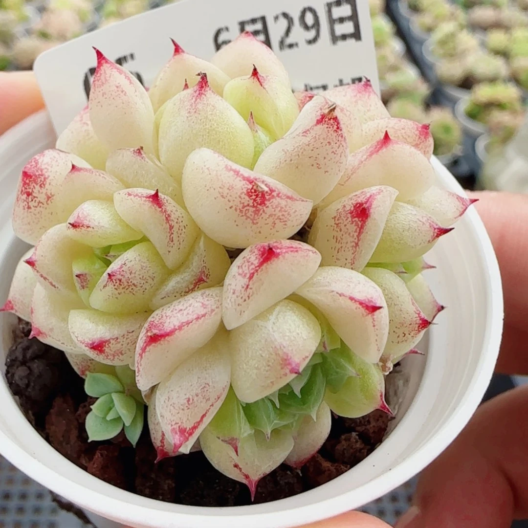 花语逸镜0629-05麦秆散开播福利