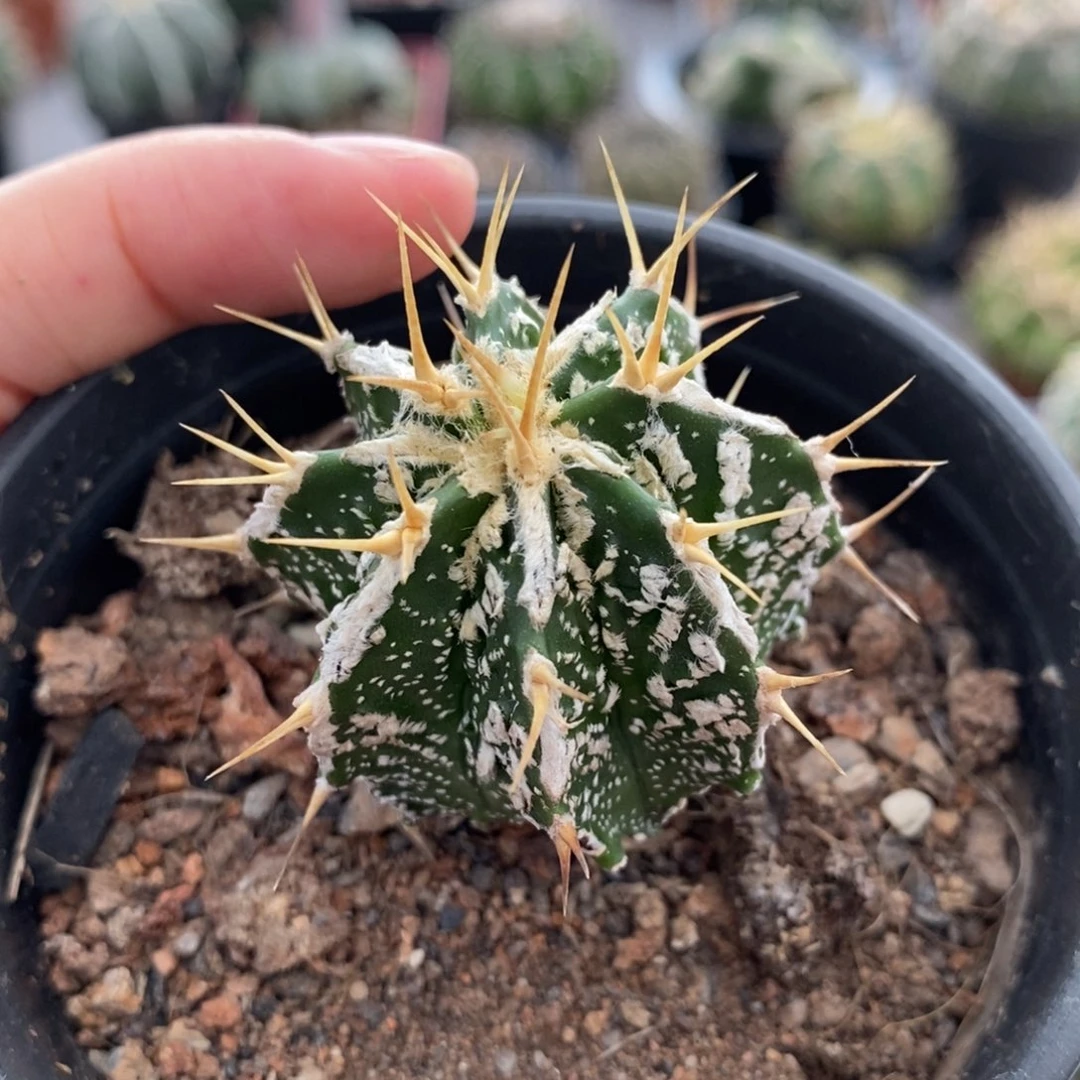 核桃班诺植播园艺