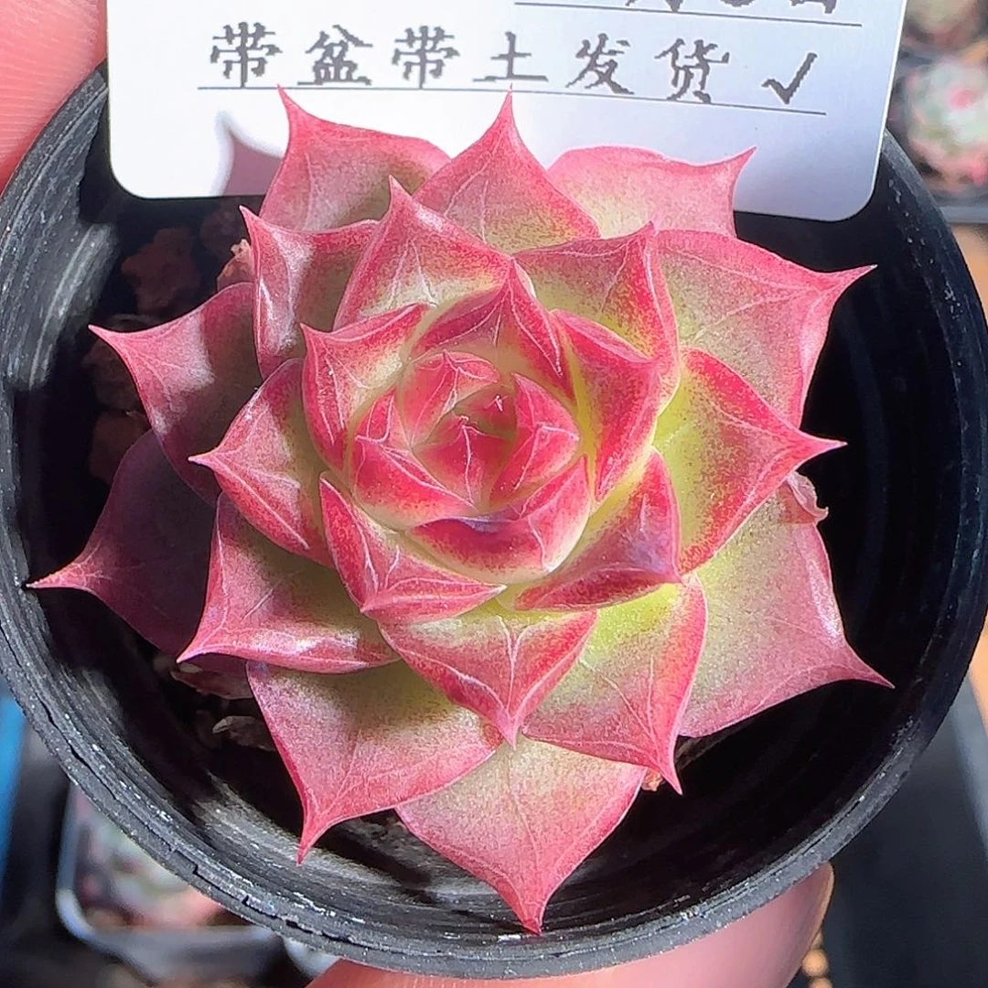 多肉1203-47女王玫瑰