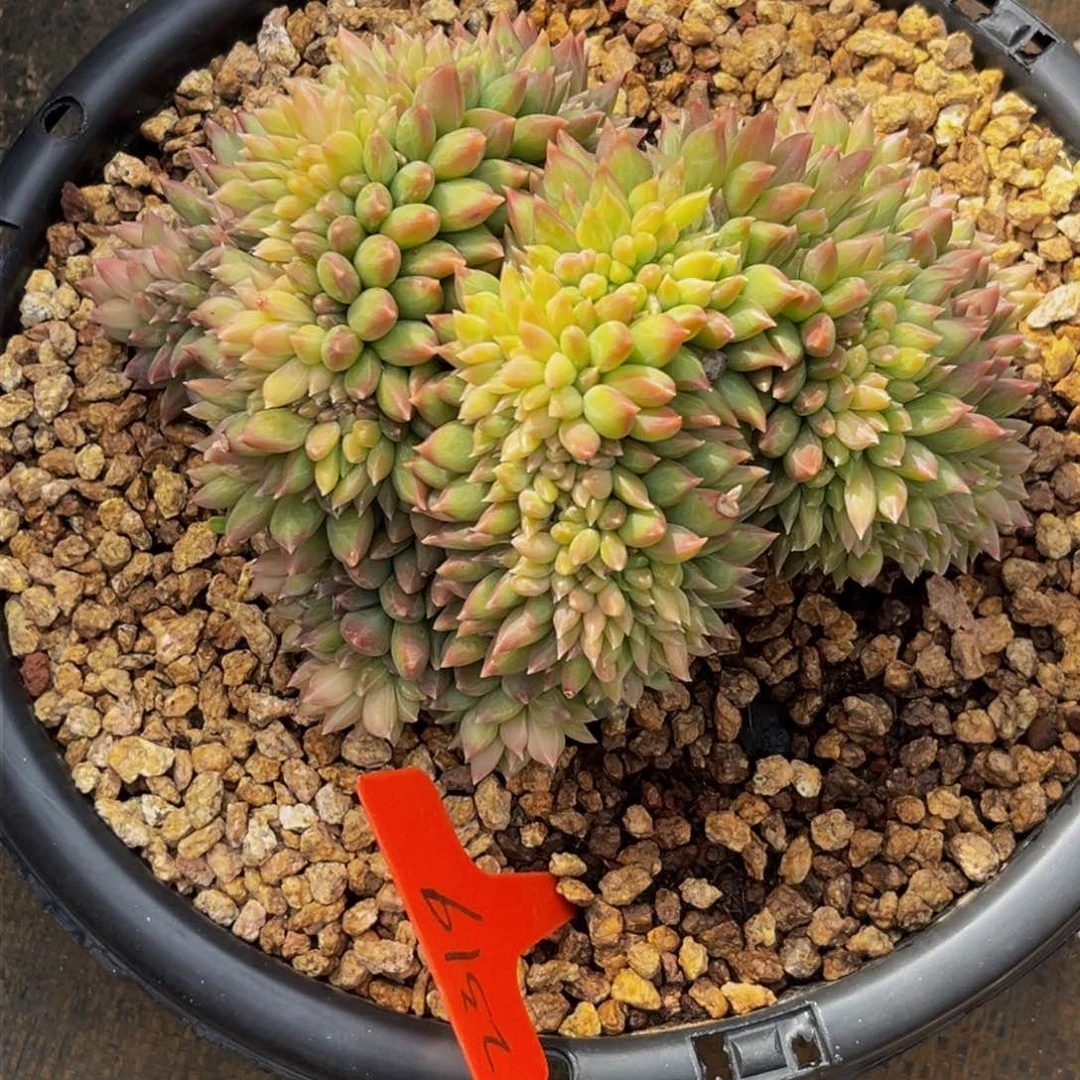 2319上午多肉植物群生