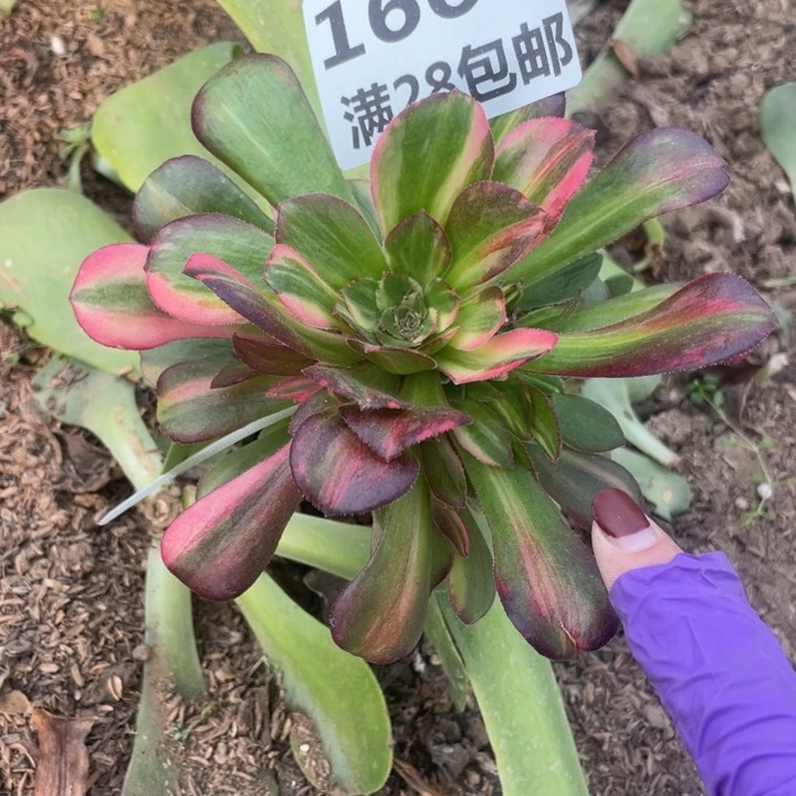 1664嫁接七彩三号棚