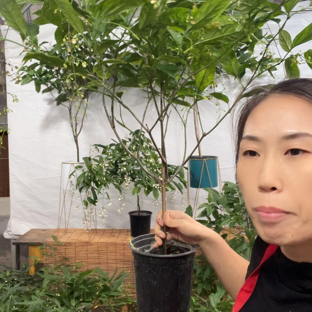 无花朵垂丝茉莉中颗一盆