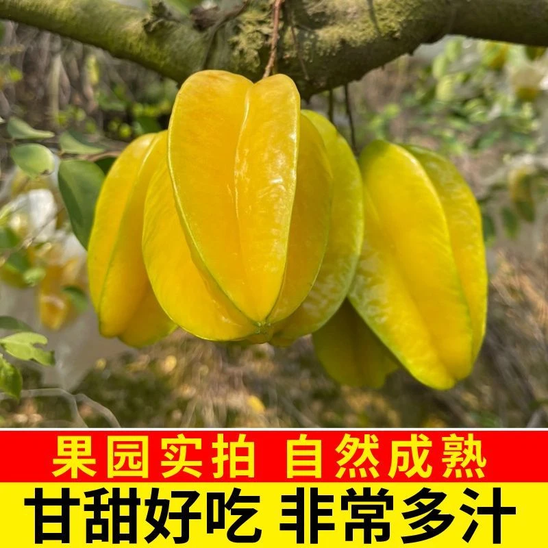 福建漳州应季新鲜杨桃清甜多汁皮薄果肉香甜产地杨桃新鲜产地直发