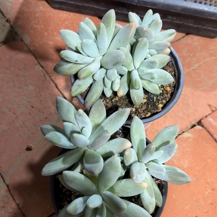 白兰地多肉植物的，现在已经