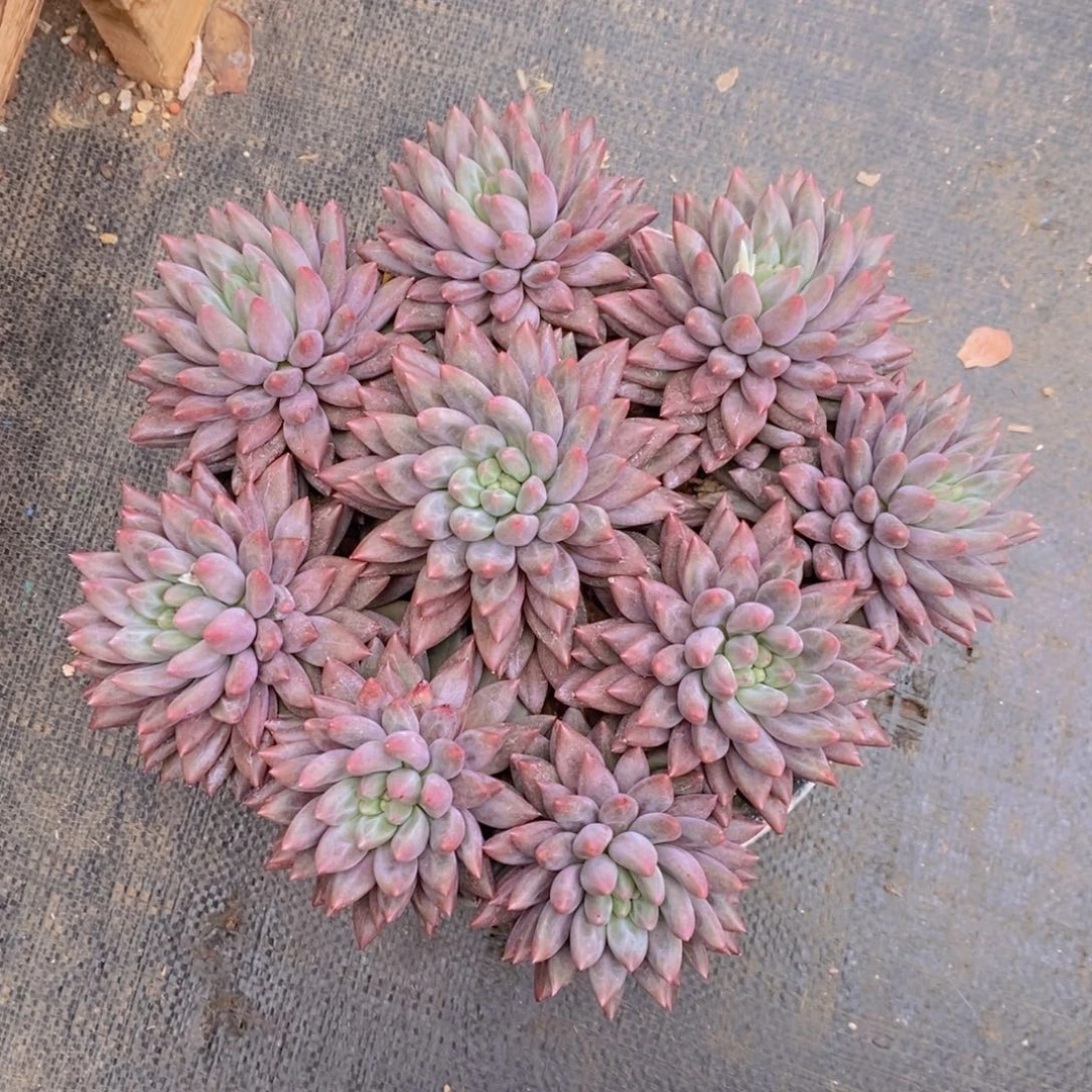 执****红蜻蜓 一物一拍。