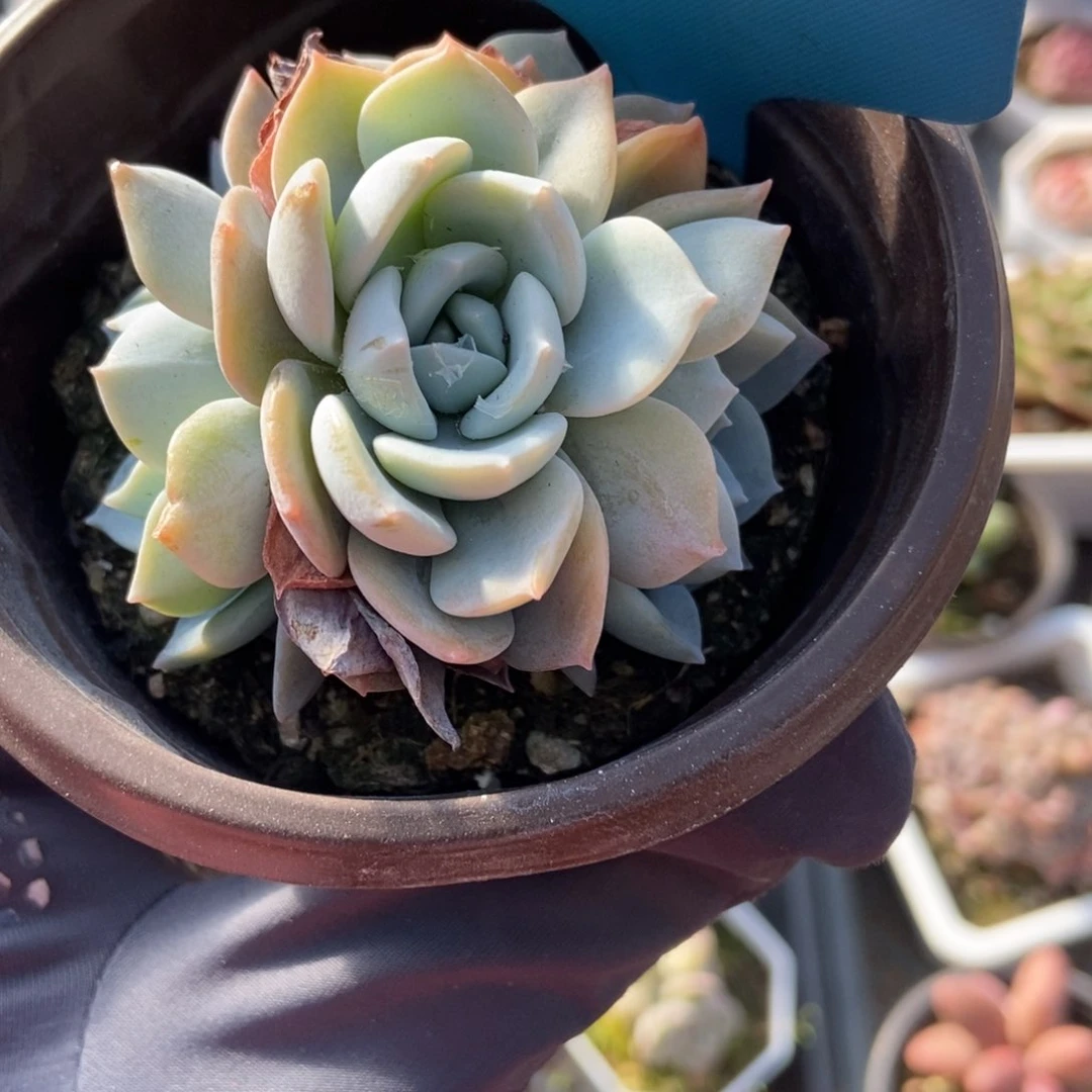 1015白茶多肉植物保护