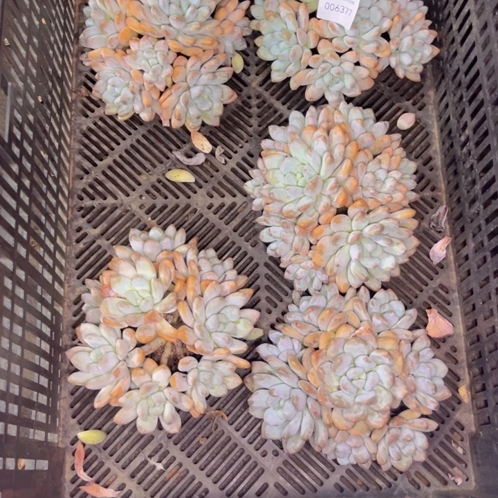 不***～多肉一物一拍6377五颗