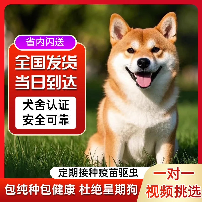 纯种日本柴犬幼犬赤柴黑柴白色豆柴犬幼犬宠物狗活体 699