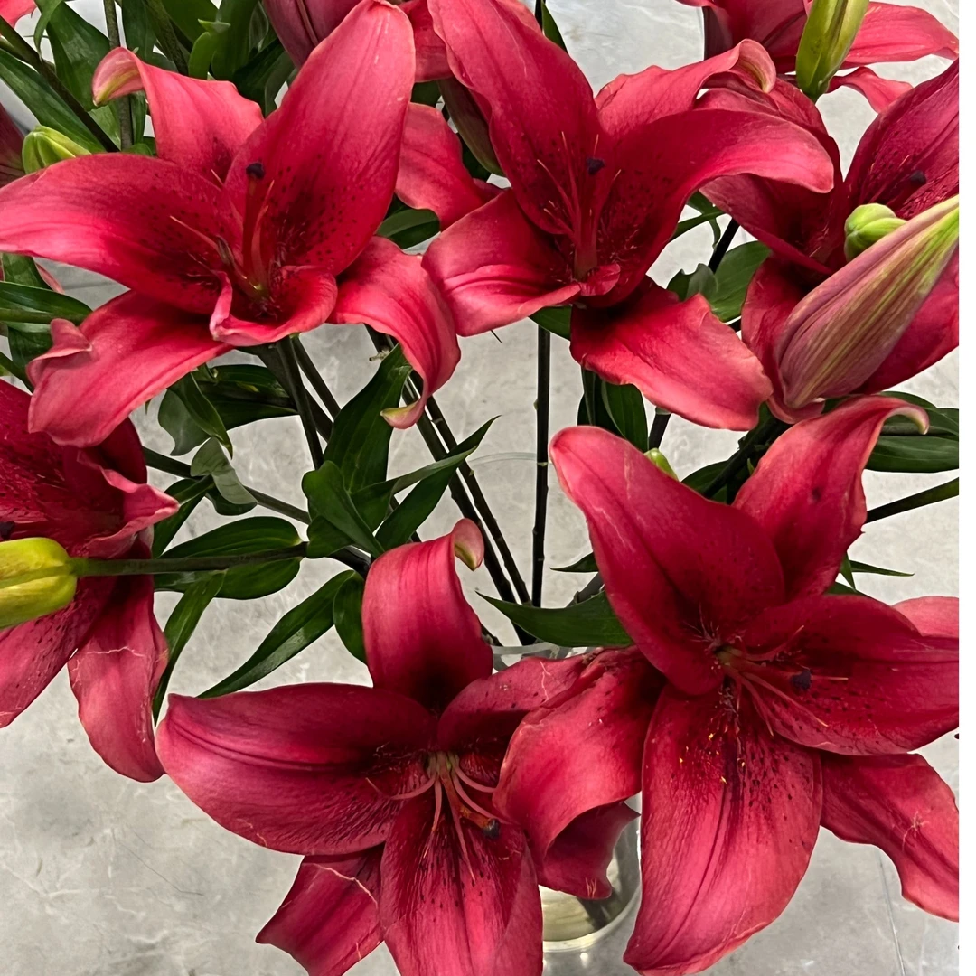 【十一月的雨】云南基地直发百合花鲜花插水养百合室内鲜切花