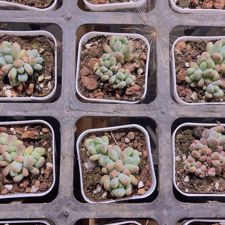 带盆土发萤火虫多肉植物