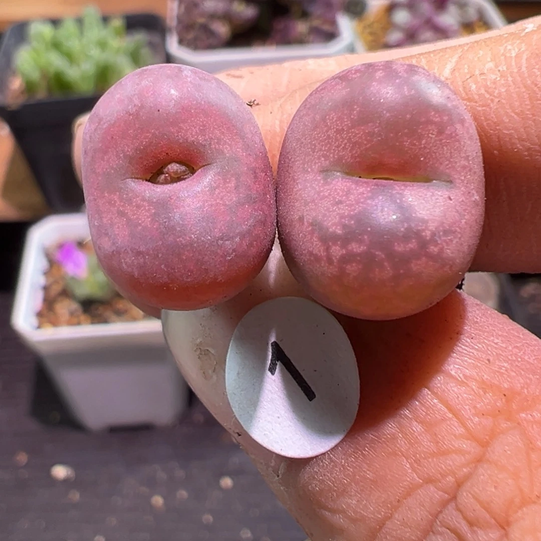 吕杂多肉植物111111111111